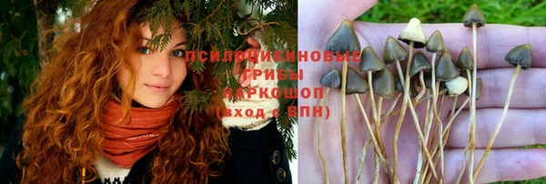 гашик Арсеньев